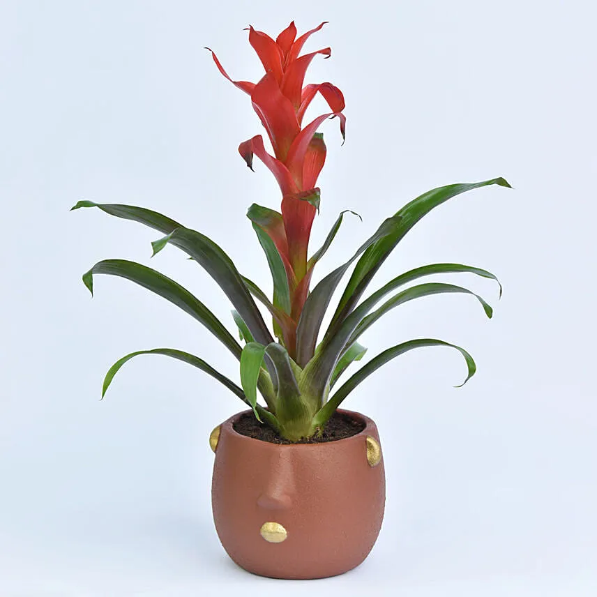 Beautiful Red Guzmania Plant