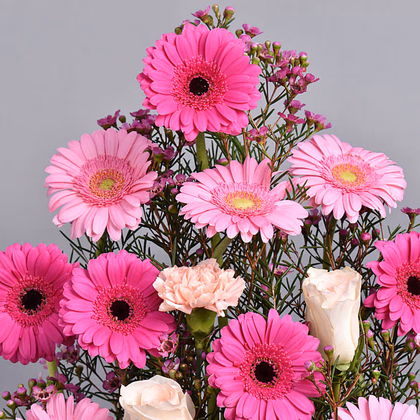 Gerberas Beauty