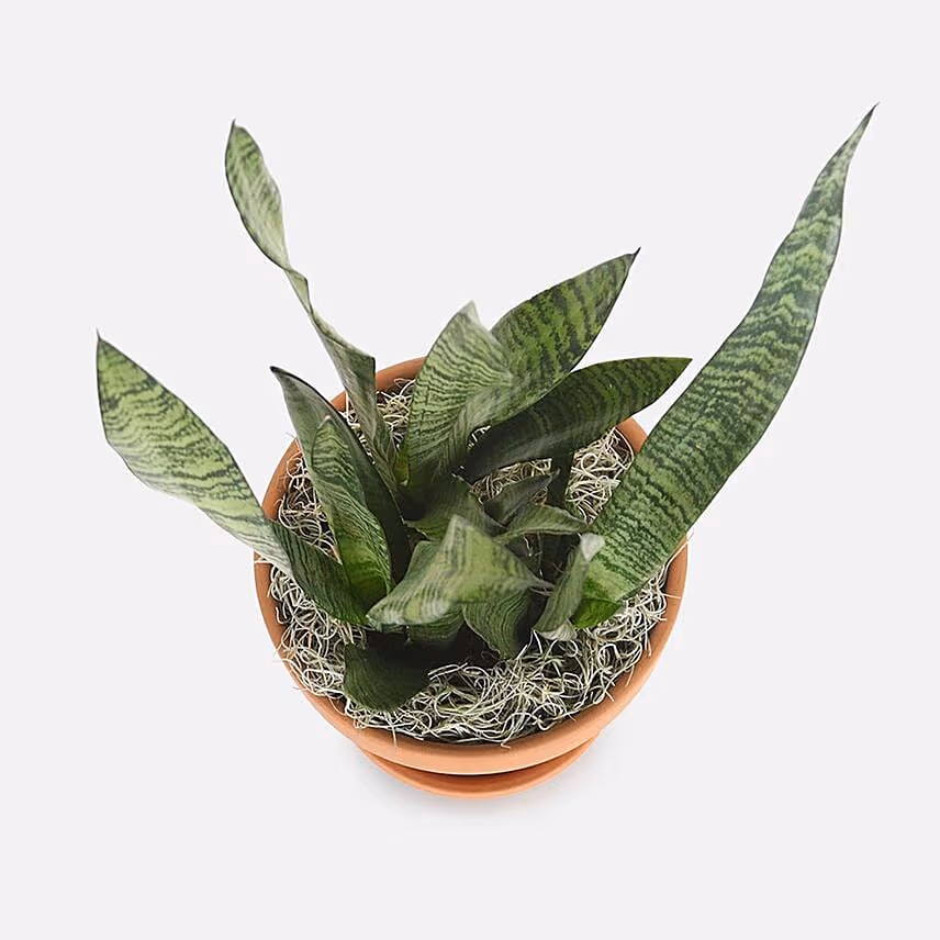 Air Purifying Snake Plant In Nursery Pot
