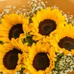 Radiant Sunflower & Gypsophila Hand Bouquet