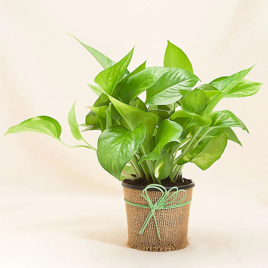 Beautiful Classic Money Plant
