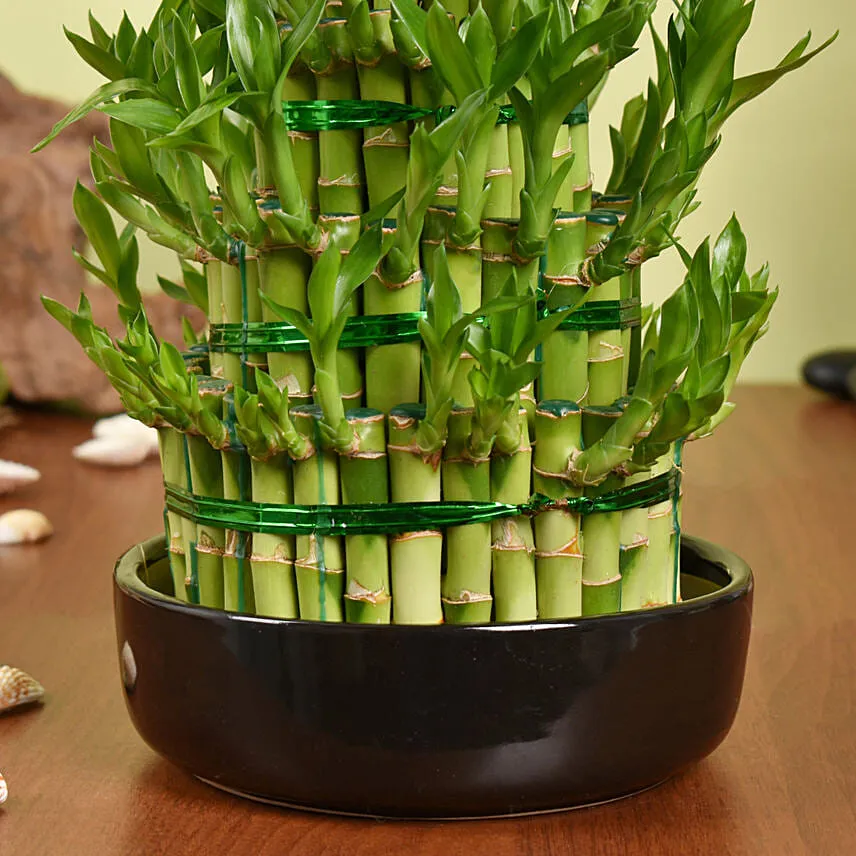 5 Layer Big Lucky Bamboo