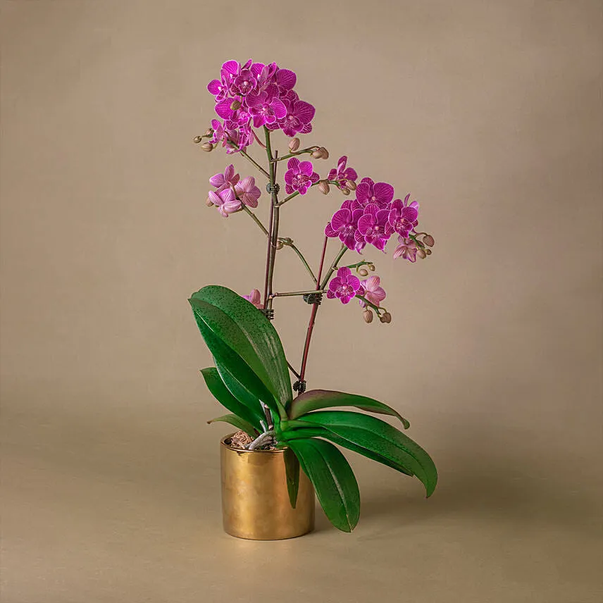 Purple Orchid Designer Plant Pot