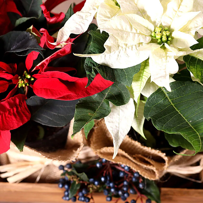 Red And White Poinsettia Plant