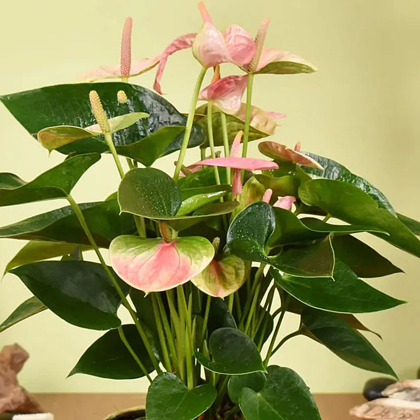 Pink Anthurium in Premium Planter