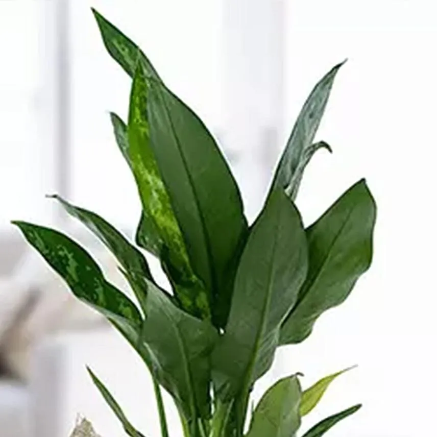 Jute Wrapped Aglaonema Plant