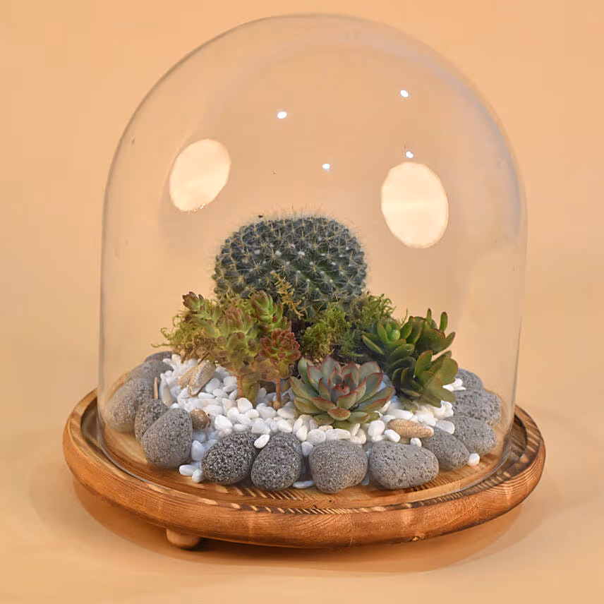 Succulent Plants Dome Glass Terrarium
