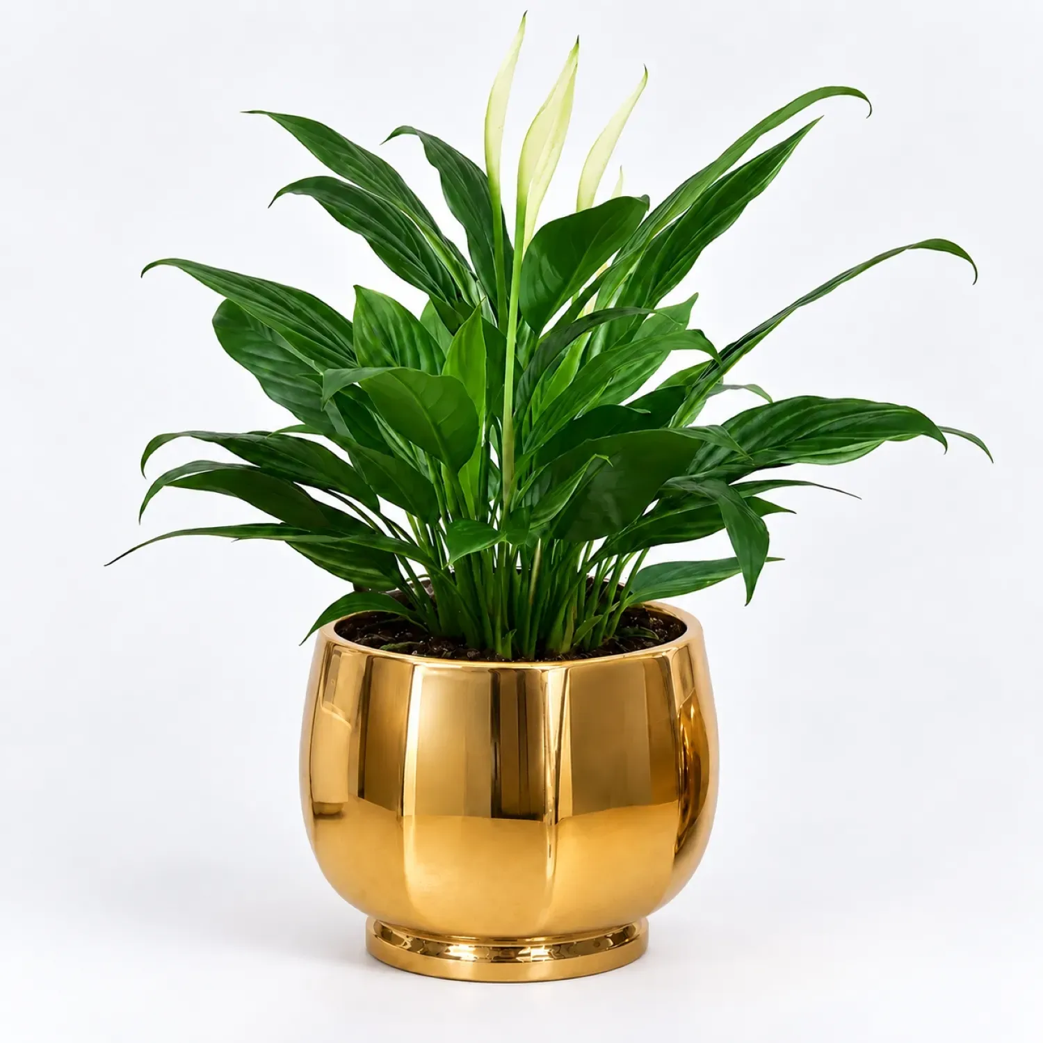 Peace lily in Matt Black Planter