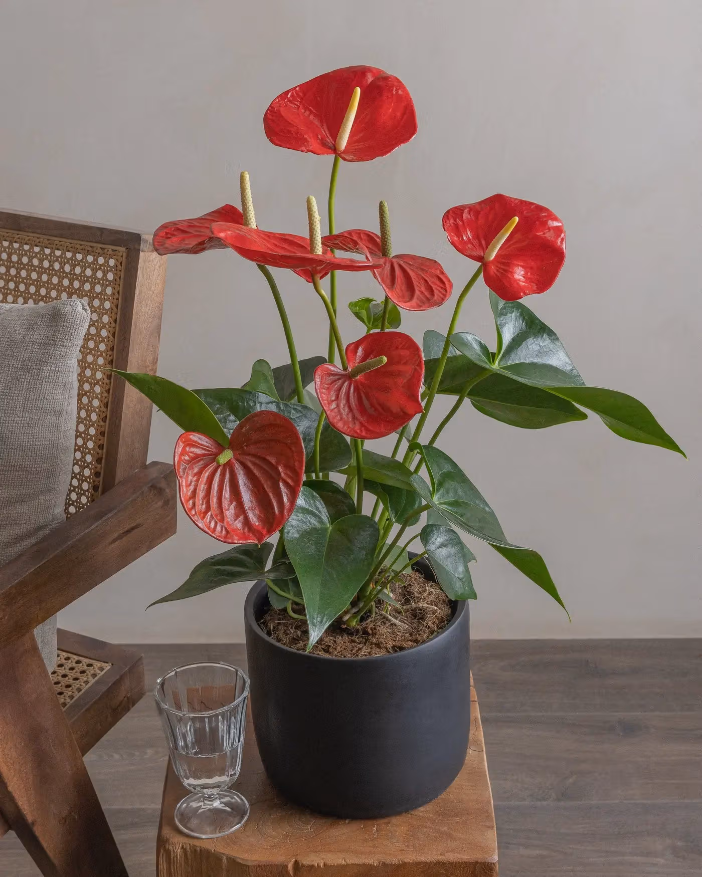 Varient Advanced - Test Product - Nursery / White