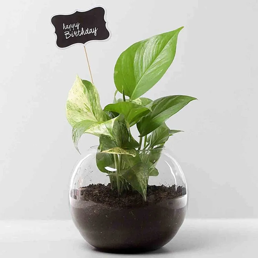 Bday Money Plant & Chocolate Cake