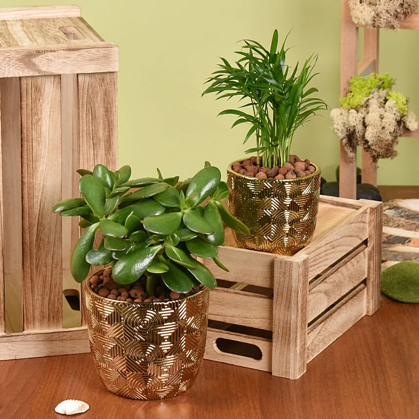 Plants Elegance Chamadorea dn Crassula Duo