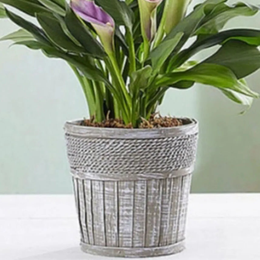 Elegant Calla Lily