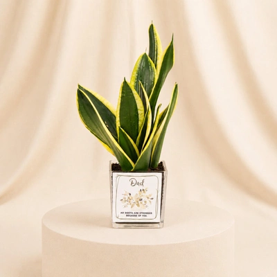 Father's Day Special: Evergreen Sansevieria with Elegant Glass Vase