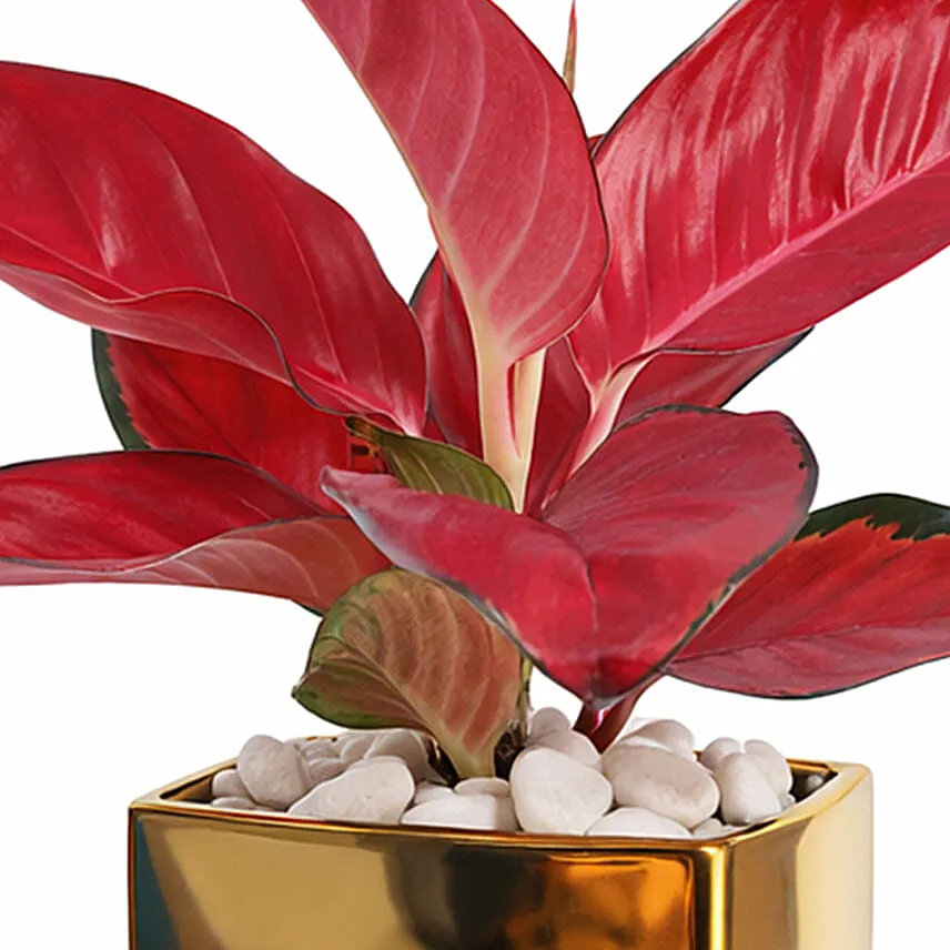 Aglonema Maria in Pink Planter