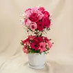 Mesmerised Pink Flowers