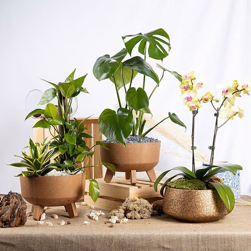 Radiant Plants Trio