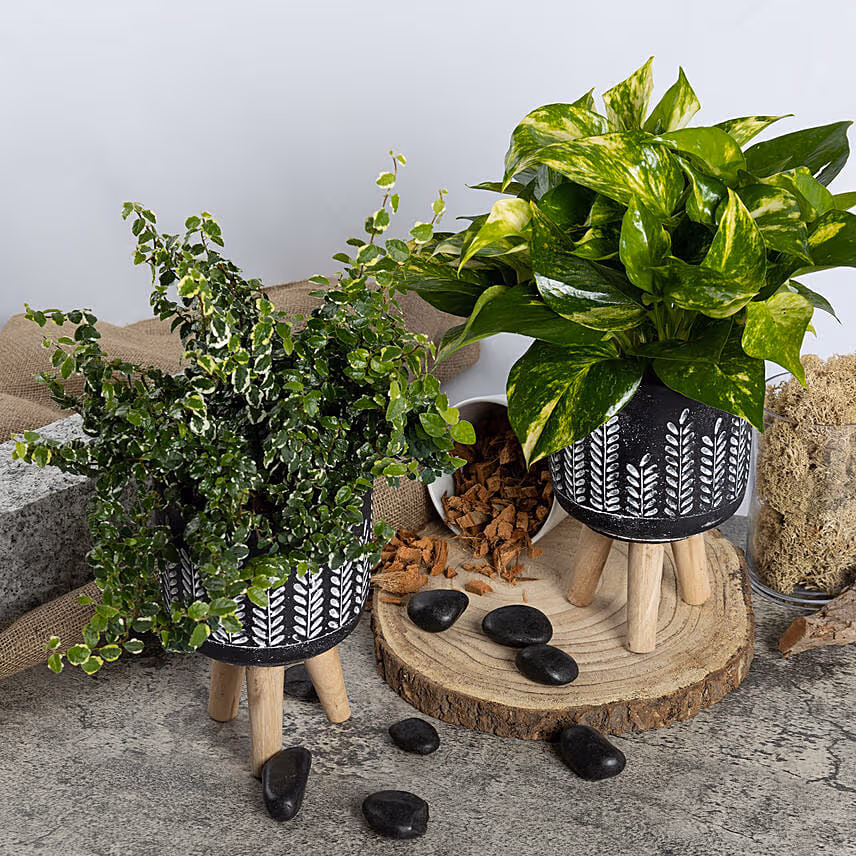 Golden Pothos and Ficus White Sunny Duo