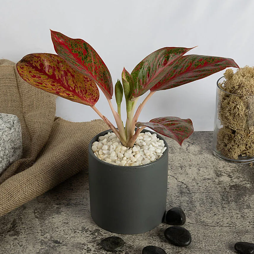 Red Aglaonema Plant in a Pot