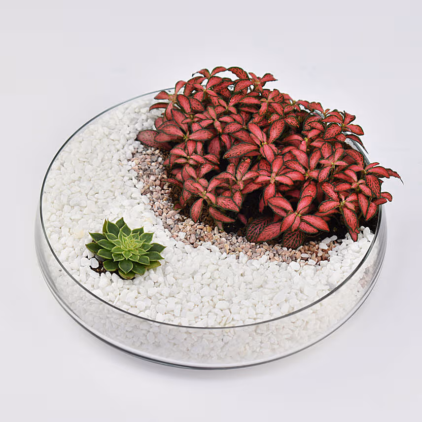 Crescent Moon Dish Garden
