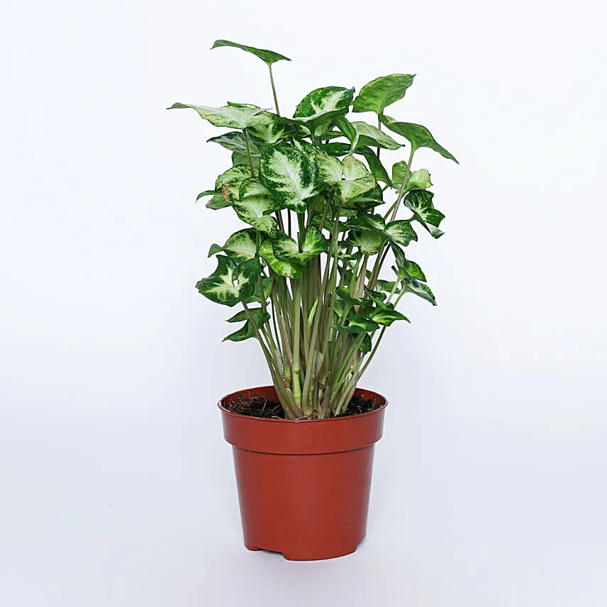 Airpurifying and Indoor Greens Combo