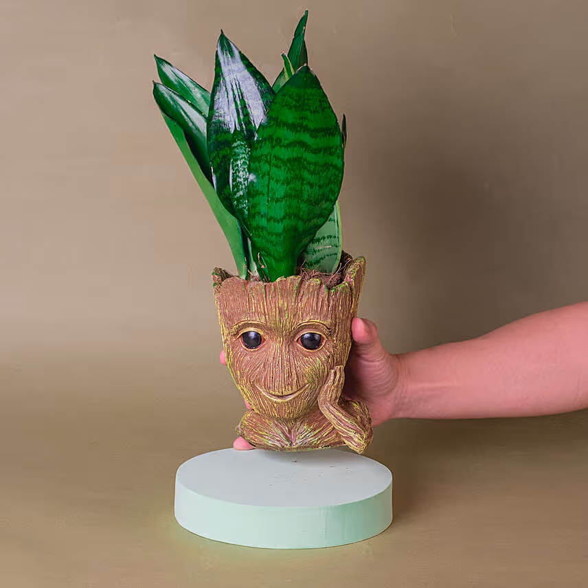 Sansevieria I Am Groot Pot