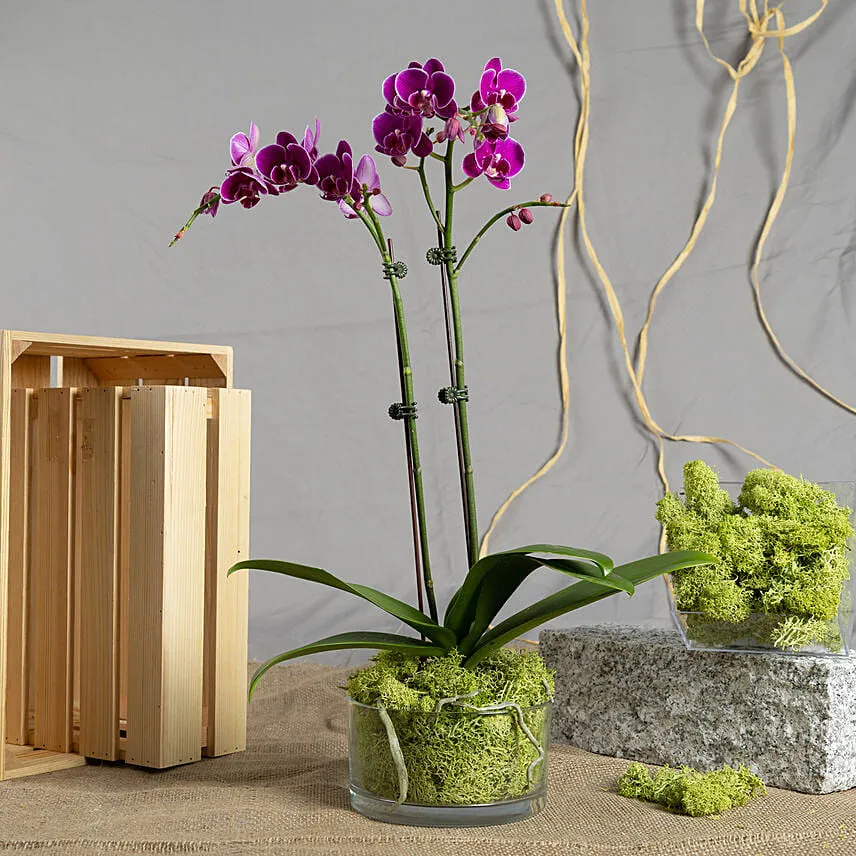 Dual Stem Orchid Plant with Chocolates