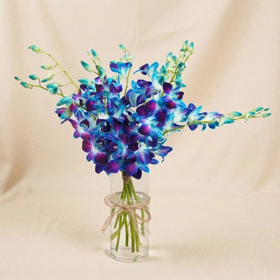 Mesmerizing Blue Orchids