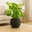 Elegant Dieffenbachia Plant in Stylish Black Pot