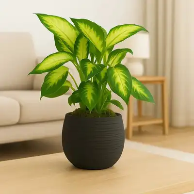 Elegant Dieffenbachia Plant in Stylish Black Pot