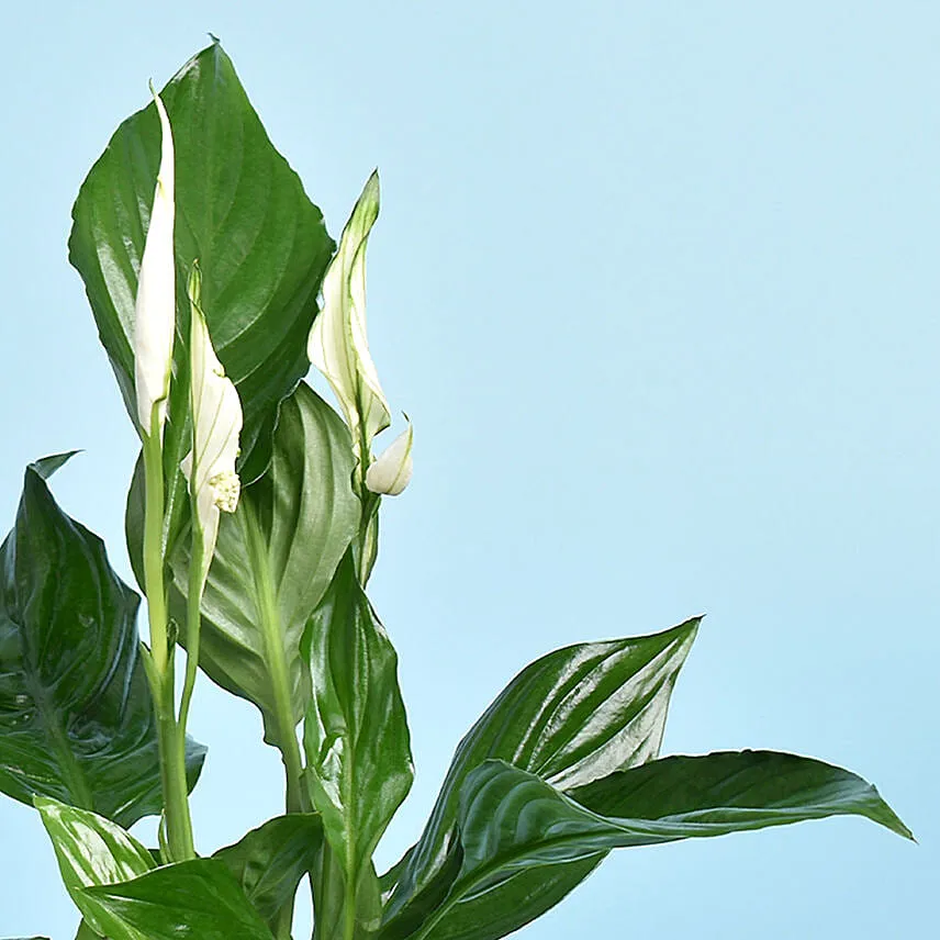 Pot Dad Peace Lilly Plant