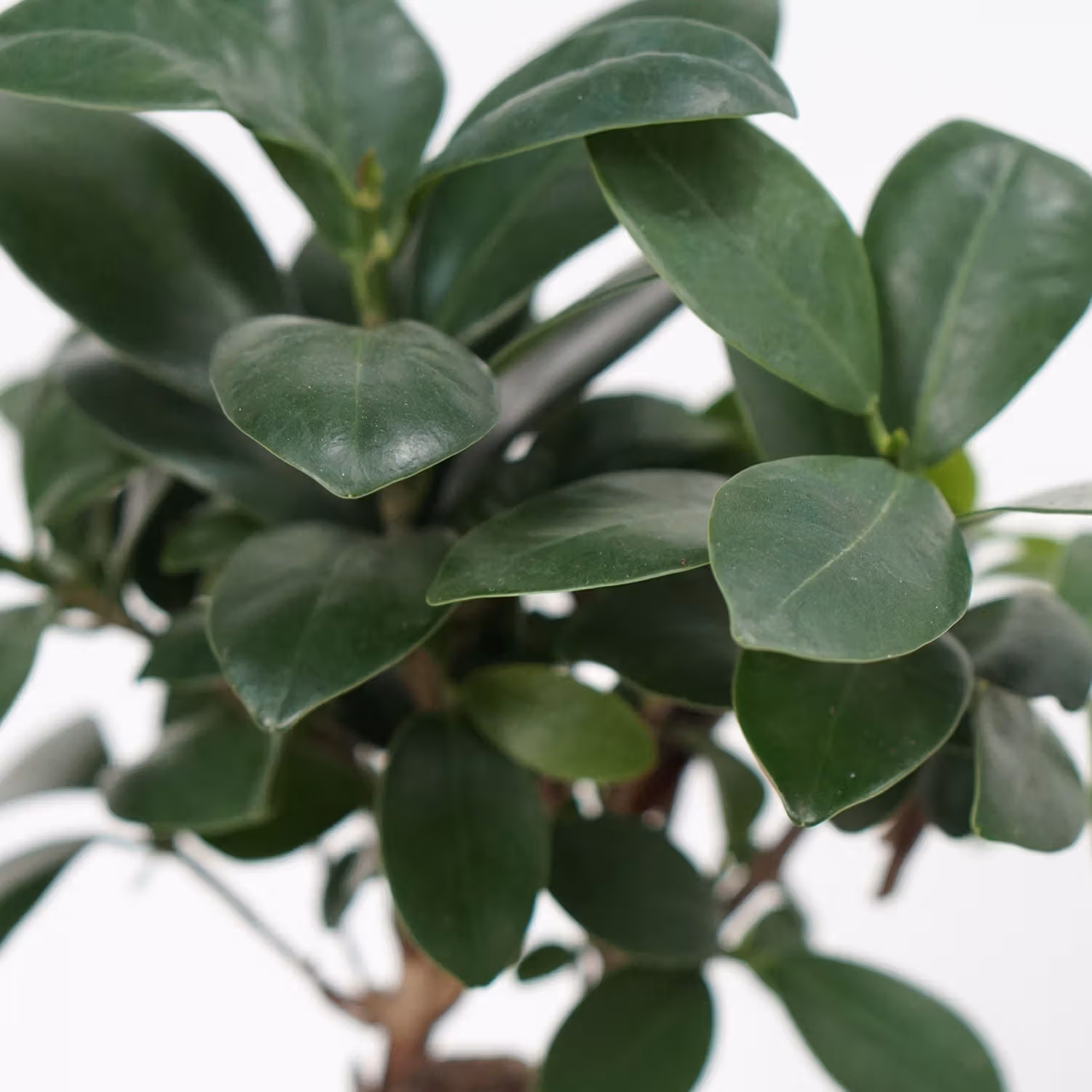 Fiscus Micro Carpa Gingseng Plant Grey Pot