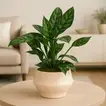 Aglaonema Maria Plant in Stylish Rose Pot - Elegant Indoor Decor