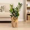 Elegant Glossy ZZ Indoor Plant in Eco-Friendly Jute Wrapped Pot