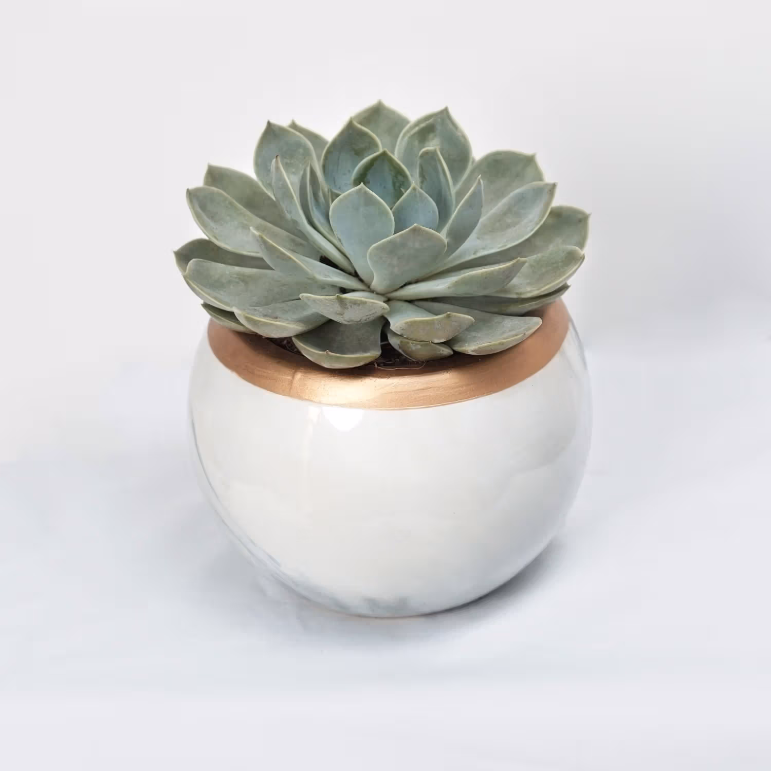 Echevieria Plant White Ceramic Pot