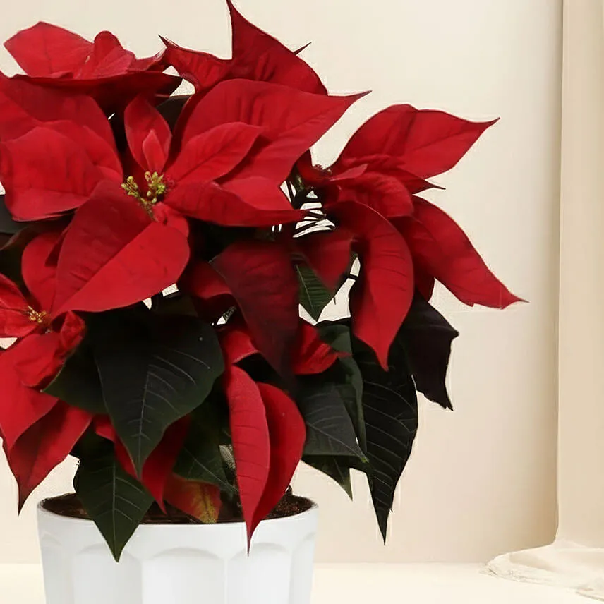 Poinsettia Plant In Wooden Vase