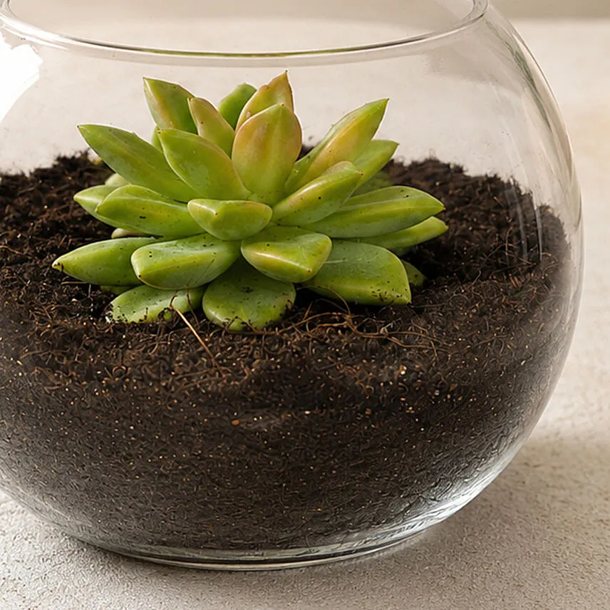 Green Echeveria in Fish Bowl