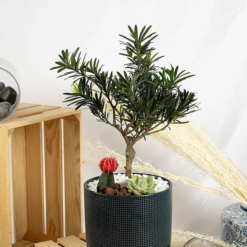 Buddhist Pine Bonsai Garden