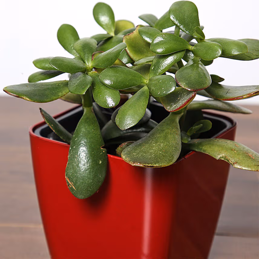 Crassula Plant In Red Pot