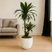 Elegant Dracaena Janet Craig Decorative Plant in Stylish White Pot