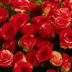Dual Color Spray Rose Bouquet