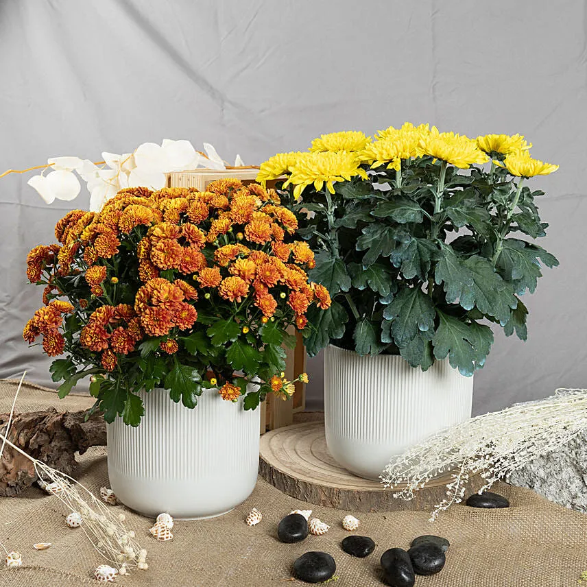 Orange and Yellow Chrysanthamum Plant