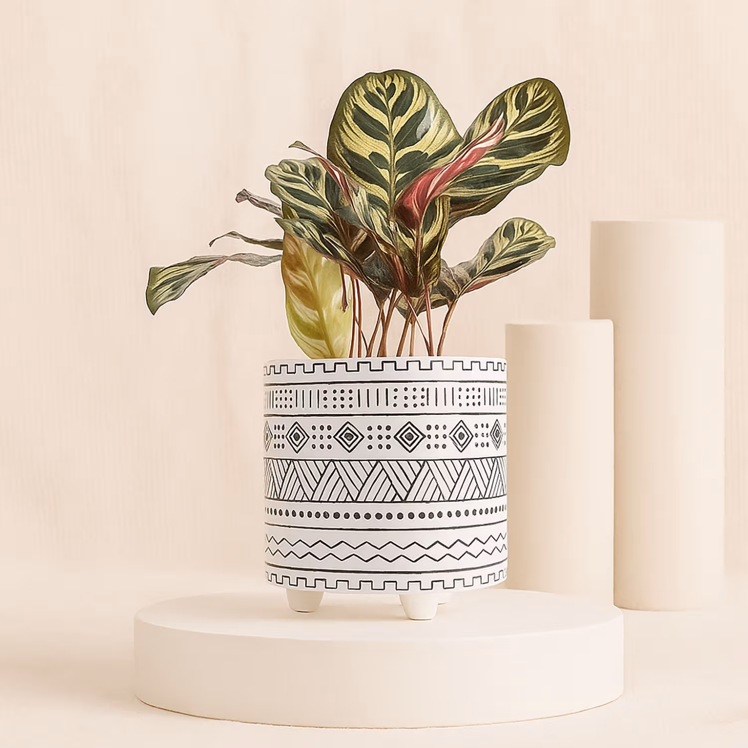 Calathea Plant in Otantik Brown Vase