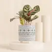 Calathea Plant in Otantik Brown Vase