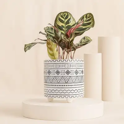 Calathea Plant in Otantik Brown Vase