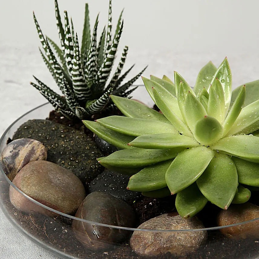 Green Echeveria and Haworthia with Natural Stones