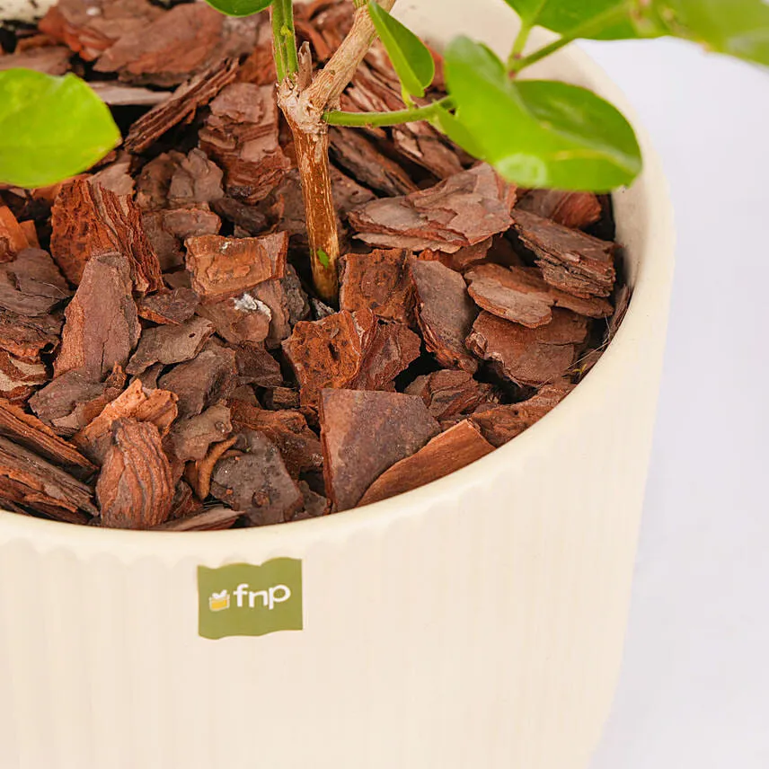 Jasmine Flowering Plant