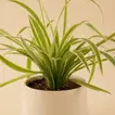 Chlorophytum or Spider Plant