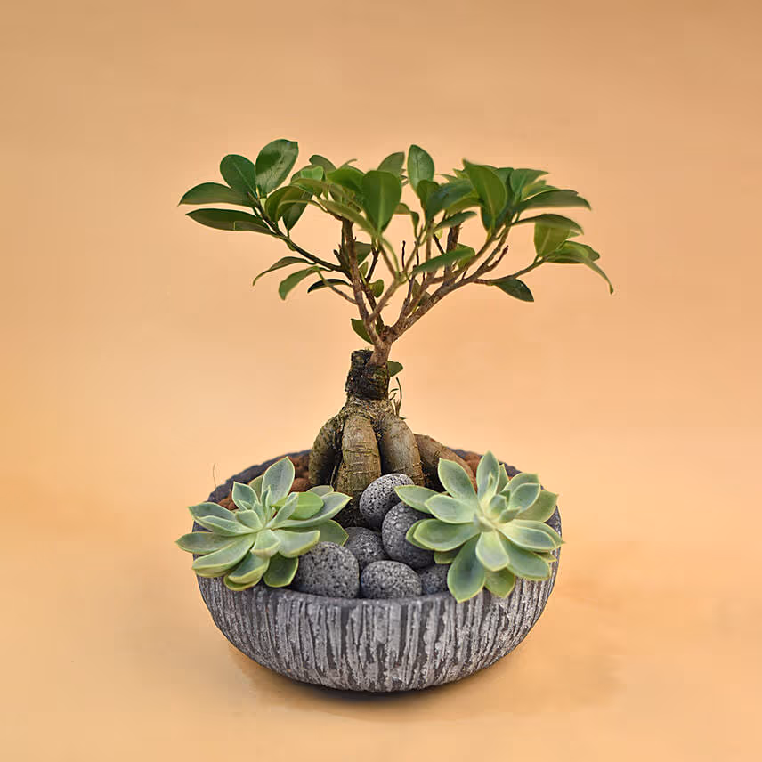 Bonsai & Echevieria Pot