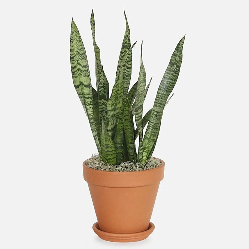 Air Purifying Snake Plant In Nursery Pot Add