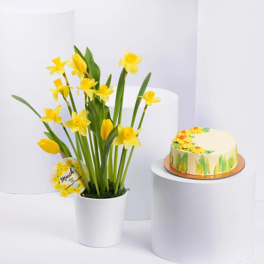 Daffodils and Tulips Pot With Cake
